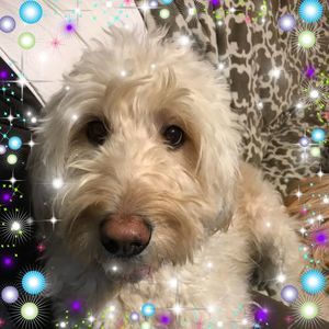 Meet your Posher, Roberta